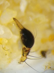 Oxyopes complicatus