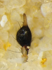 Oxyopes complicatus
