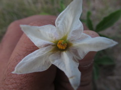 Solanum commersonii