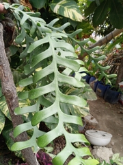 Angiospermae