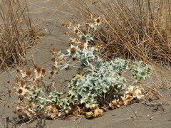 Sea Holly (Eryngium maritimum) · iNaturalist