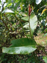 Heliconia episcopalis