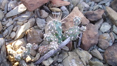 Grusonia bulbispina