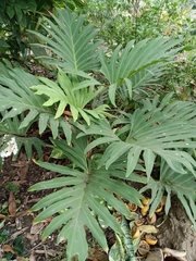 Angiospermae