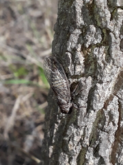 Parnisa