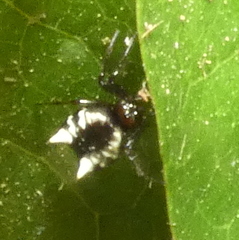 Micrathena patruelis