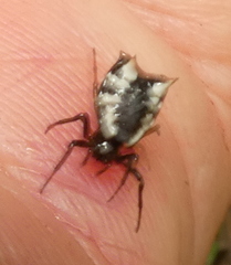 Micrathena patruelis