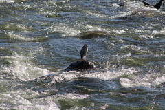 Nycticorax nycticorax