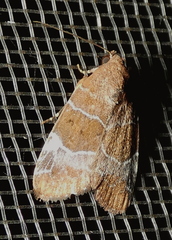 Hampsonodes