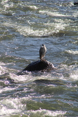 Nycticorax nycticorax