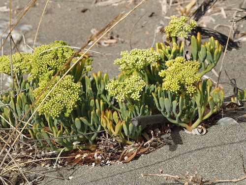 Rock samphire