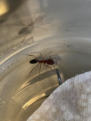 Odontomachus desertorum