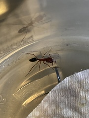 Odontomachus desertorum