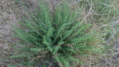 Deinandra minthornii