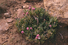 Kleinia semperviva