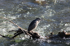 Nycticorax nycticorax