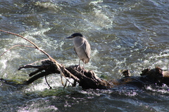 Nycticorax nycticorax