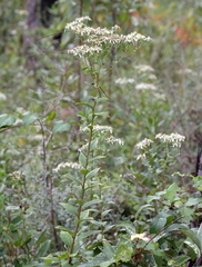 Doellingeria sericocarpoides
