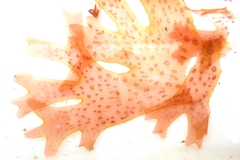 Nitophyllum punctatum