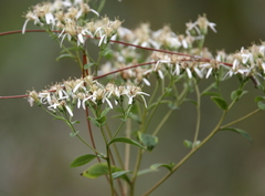 Doellingeria sericocarpoides