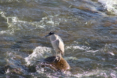 Nycticorax nycticorax