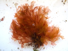 Nitophyllum punctatum