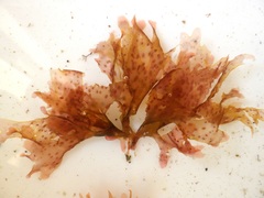 Nitophyllum punctatum