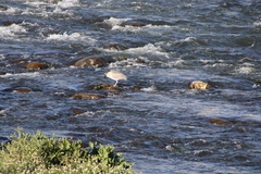 Nycticorax nycticorax