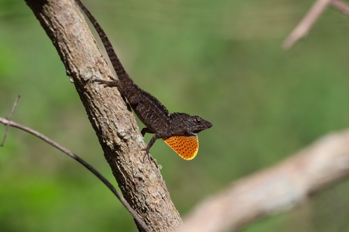 Brown Anole