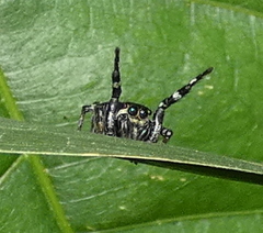 Phiale crocea