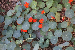 Tropaeolum majus