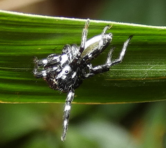 Phiale crocea