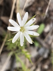 Stellaria pungens