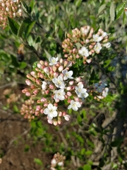 Magnoliopsida