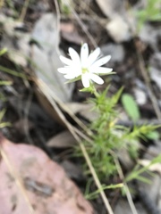 Stellaria pungens