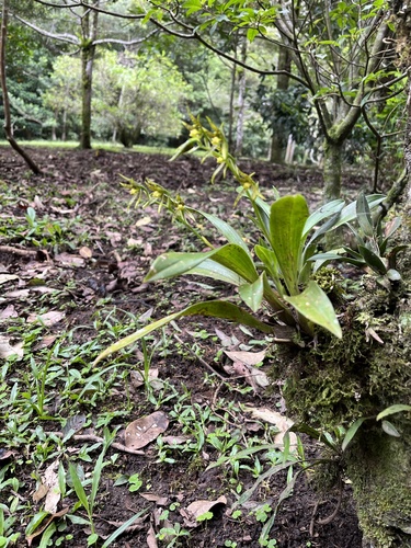 Brassia chlorops, photograph 1