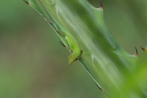 Allison's Anole