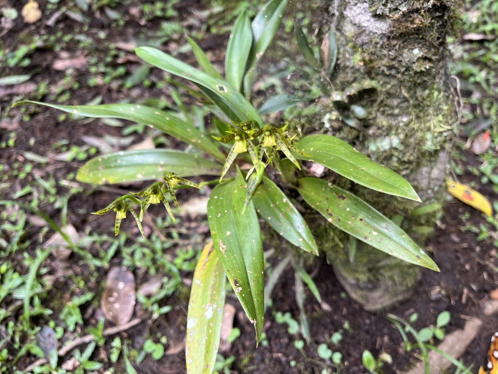Brassia chlorops; photograph avocat, CC BY, iNaturalist via GBIF