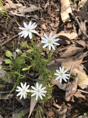Stellaria pungens