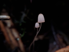 Mycena pterigena
