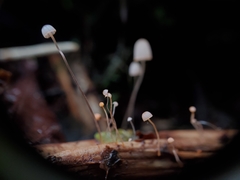 Mycena pterigena