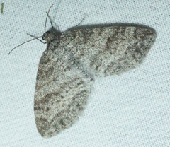 Lobophora