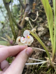Begonia herbacea