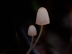 Mycena pterigena