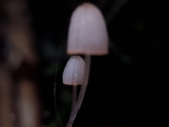 Mycena pterigena
