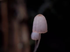 Mycena pterigena