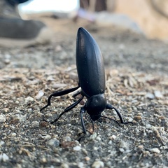 Eleodes grandicollis