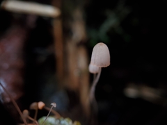 Mycena pterigena