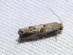 Pelochrista costastriata