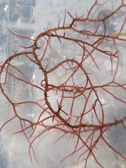 Gracilariaceae